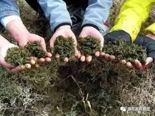 邵阳有一道名菜叫做“雷公屎”,你敢吃吗?