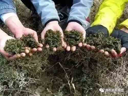 邵阳有一道名菜叫做“雷公屎”,你敢吃吗?