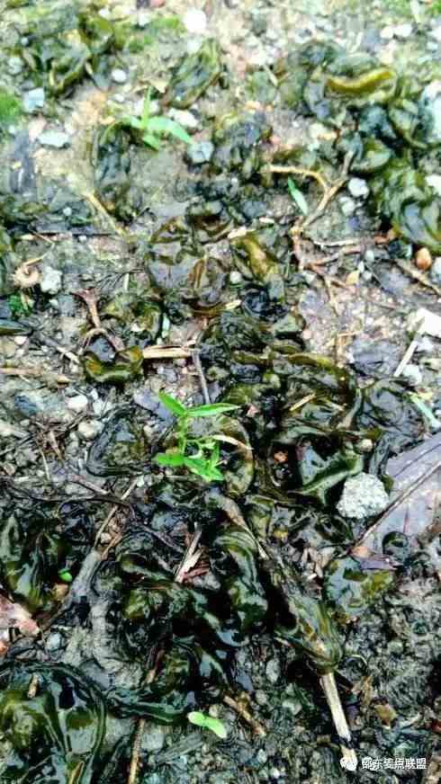 邵阳有一道名菜叫做“雷公屎”,你敢吃吗?