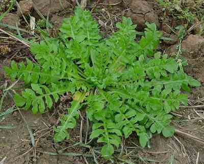 邵阳十大美味野菜,看完莫流口水哟！