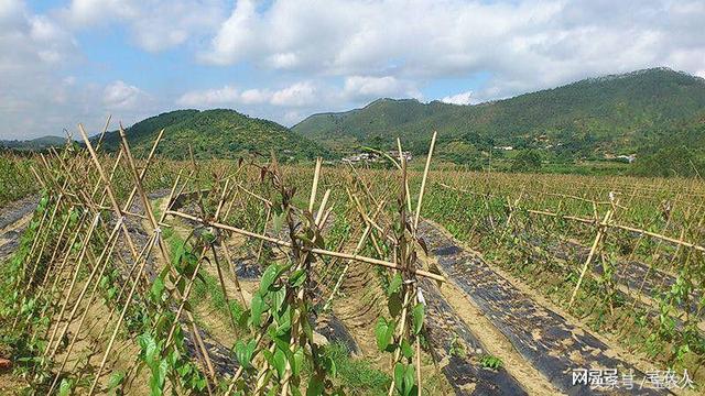 “淮山王子”谢水源：“一二一”大步走在电商之路上