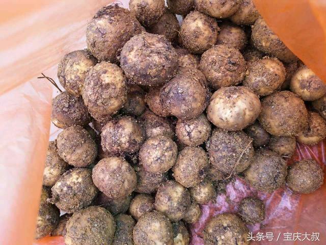 藏在隆回山上的野货，味道极美！很多人都没看到过……