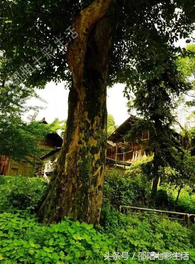 魏家村：毗邻向阳水库的最原始古村落，世外桃源