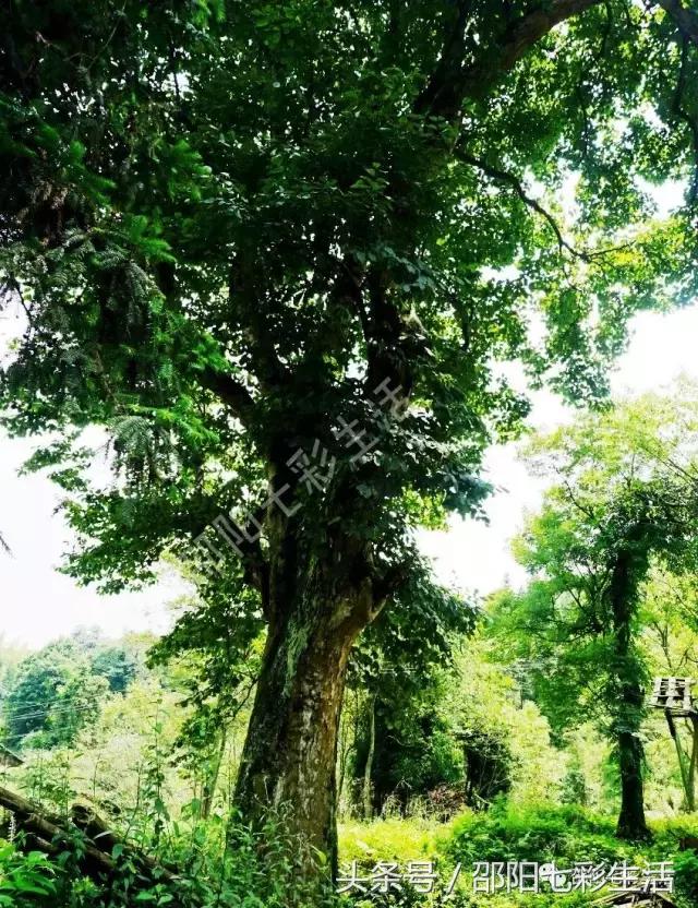魏家村：毗邻向阳水库的最原始古村落，世外桃源
