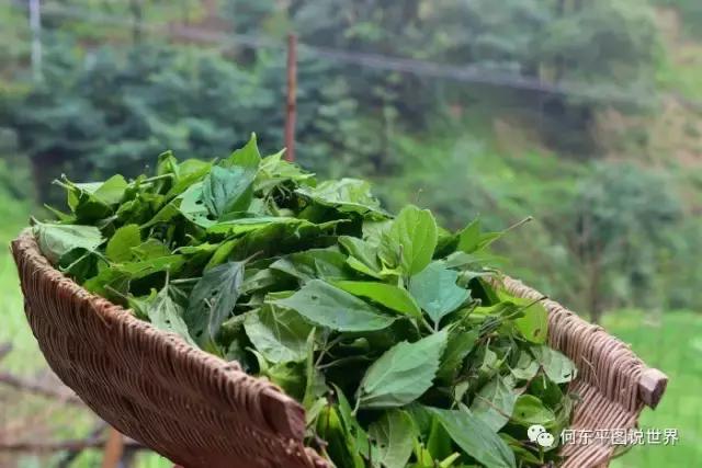 想带你去新邵这个地方，尝尝树叶做成的豆腐，约么？