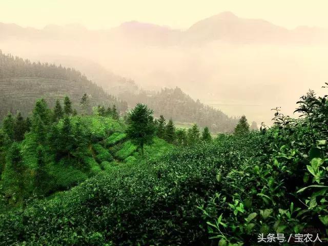 隆回一都云峰茶园，满山青翠美景如画