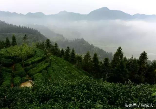 隆回一都云峰茶园，满山青翠美景如画