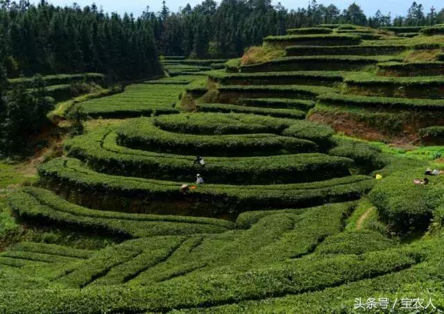 隆回一都云峰茶园，满山青翠美景如画