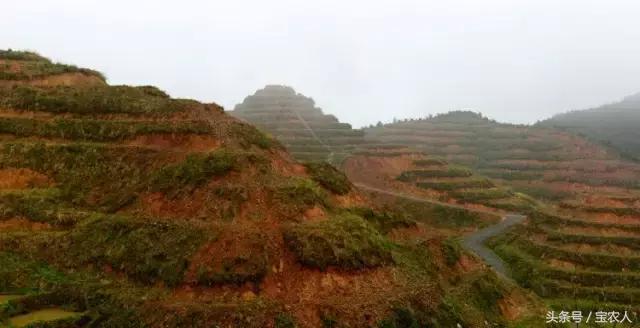 隆回一都云峰茶园，满山青翠美景如画