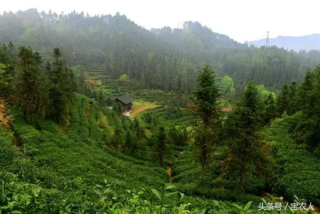 隆回一都云峰茶园，满山青翠美景如画