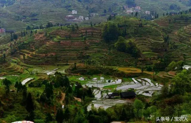 隆回一都云峰茶园，满山青翠美景如画