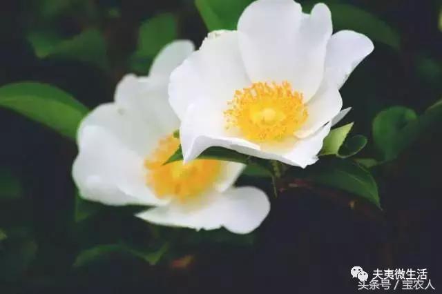 寻访邵阳县境内的神秘古国