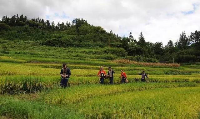 瑶山麻林 美丽乡村