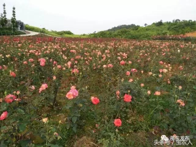 邵东这么美，让我们一起去看看吧！