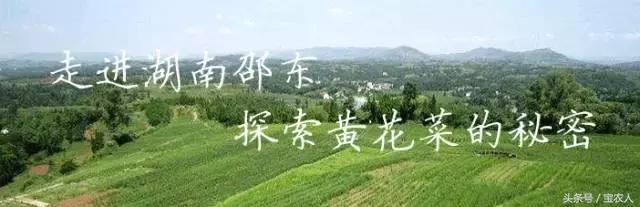 来自家乡的贡品︱天然无硫特级黄花菜现在开抢了