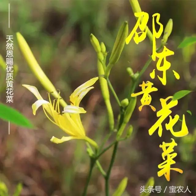 来自家乡的贡品︱天然无硫特级黄花菜现在开抢了
