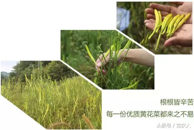 来自家乡的贡品︱天然无硫特级黄花菜现在开抢了