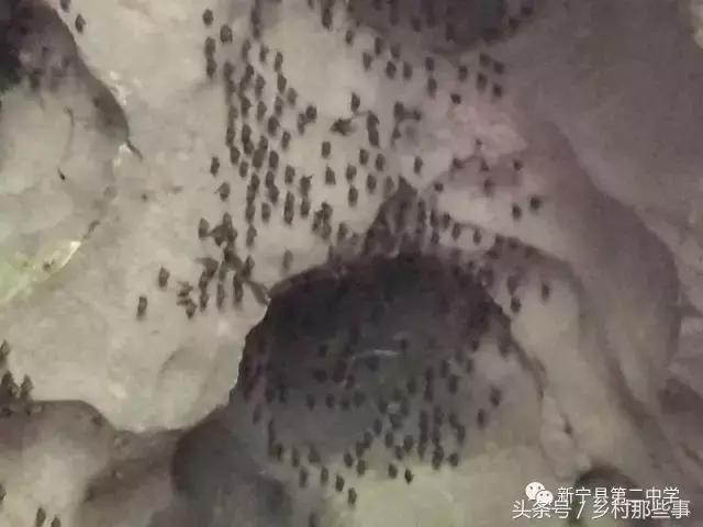 新宁县发现一特大溶洞，长数十公里！