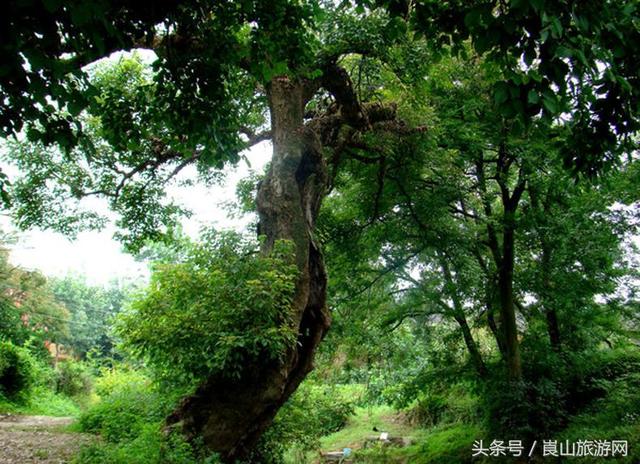 美丽的扶夷江