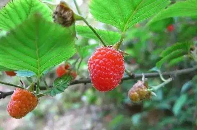 这70种邵阳野货，吃过30种的才算正宗邵阳人！