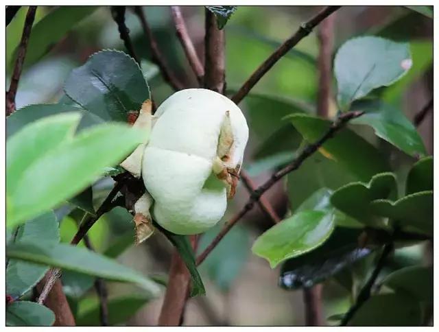 这70种邵阳野货，吃过30种的才算正宗邵阳人！