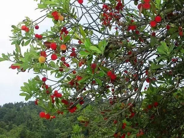 这70种邵阳野货，吃过30种的才算正宗邵阳人！
