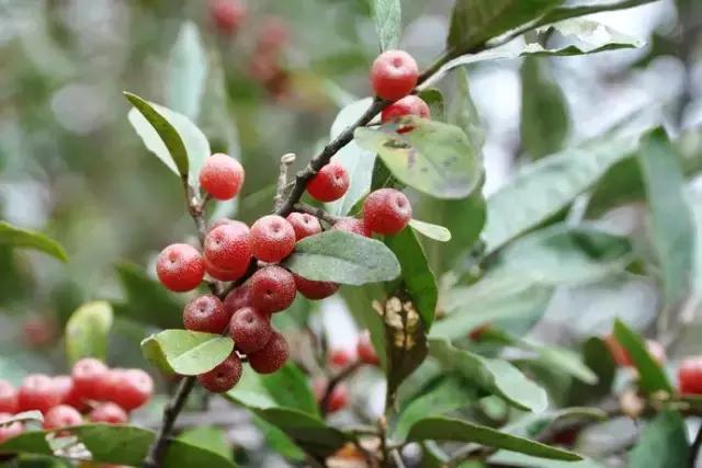 这70种邵阳野货，吃过30种的才算正宗邵阳人！