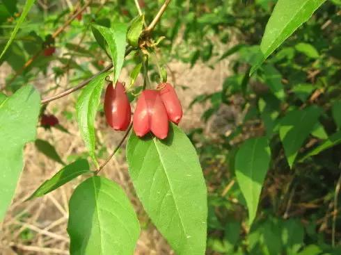 这70种邵阳野货，吃过30种的才算正宗邵阳人！