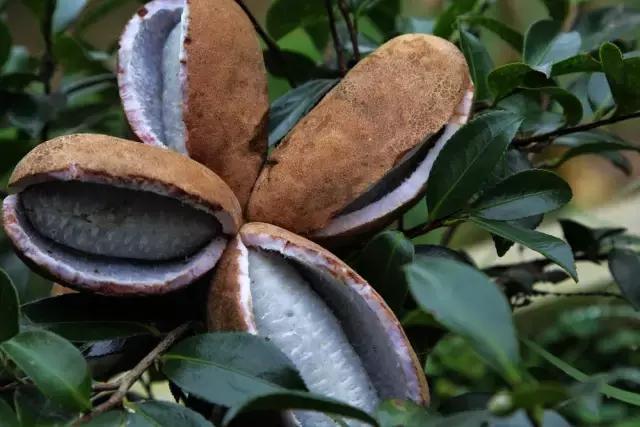 这70种邵阳野货，吃过30种的才算正宗邵阳人！