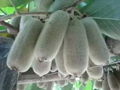 这70种邵阳野货，吃过30种的才算正宗邵阳人！