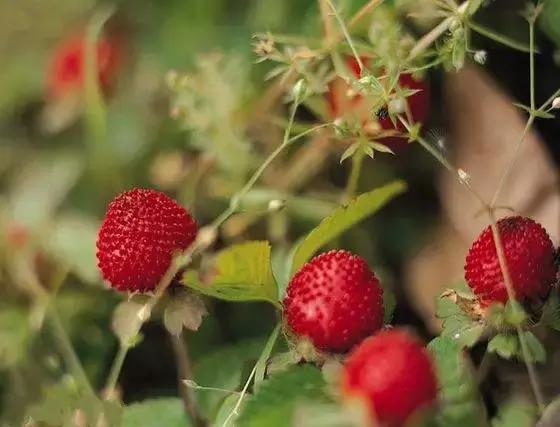 这70种邵阳野货，吃过30种的才算正宗邵阳人！