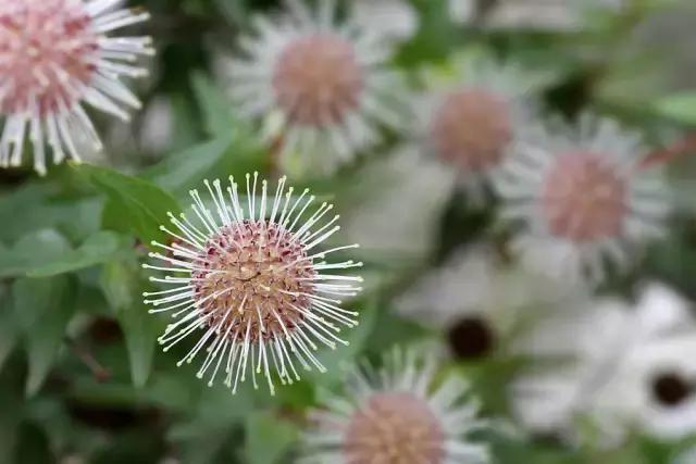 这70种邵阳野货，吃过30种的才算正宗邵阳人！