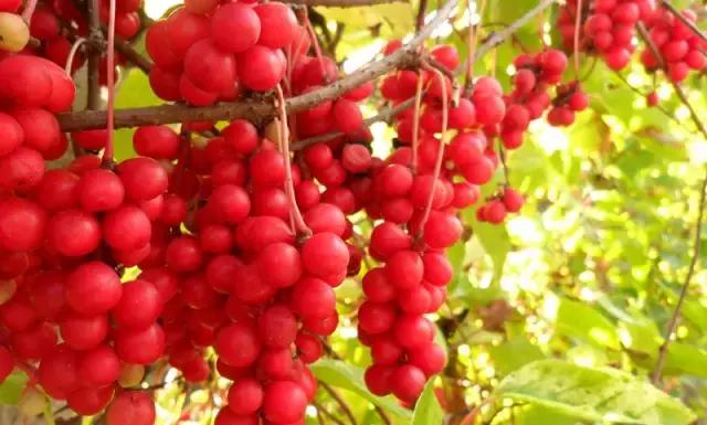 这70种邵阳野货，吃过30种的才算正宗邵阳人！