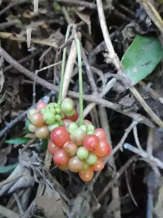 这70种邵阳野货，吃过30种的才算正宗邵阳人！