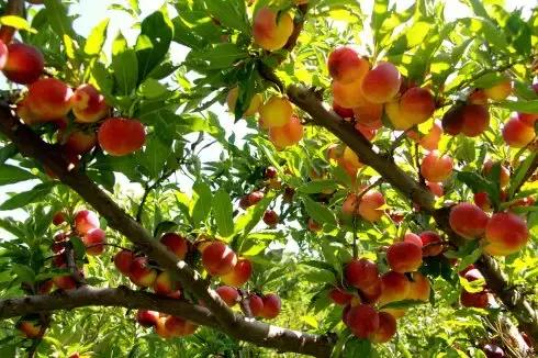 这70种邵阳野货，吃过30种的才算正宗邵阳人！