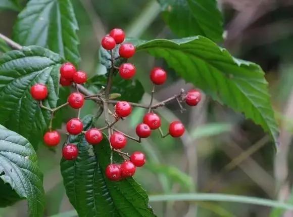 这70种邵阳野货，吃过30种的才算正宗邵阳人！