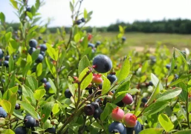 这70种邵阳野货，吃过30种的才算正宗邵阳人！