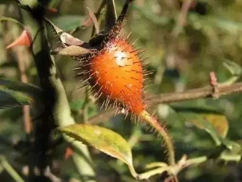 这70种邵阳野货，吃过30种的才算正宗邵阳人！