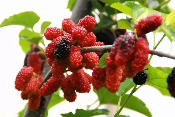 这70种邵阳野货，吃过30种的才算正宗邵阳人！