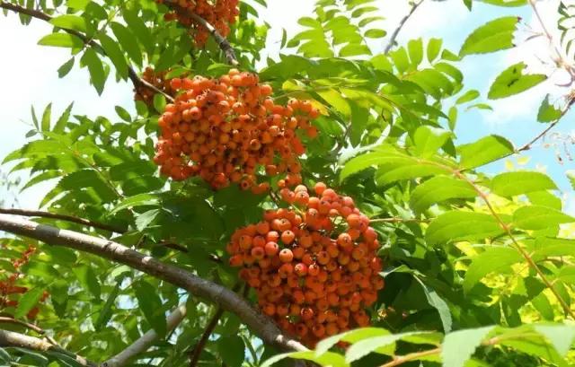 这70种邵阳野货，吃过30种的才算正宗邵阳人！