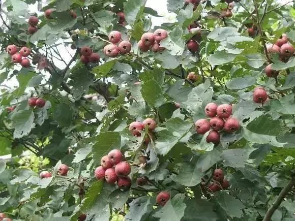 这70种邵阳野货，吃过30种的才算正宗邵阳人！