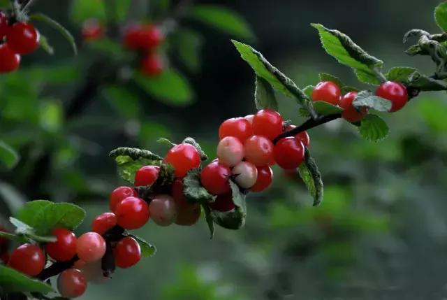 这70种邵阳野货，吃过30种的才算正宗邵阳人！