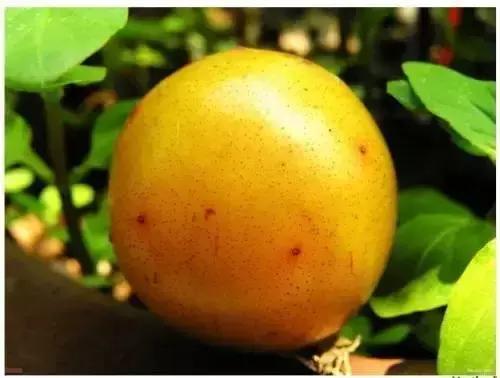 这70种邵阳野货，吃过30种的才算正宗邵阳人！