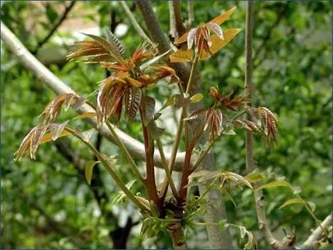 这70种邵阳野货，吃过30种的才算正宗邵阳人！