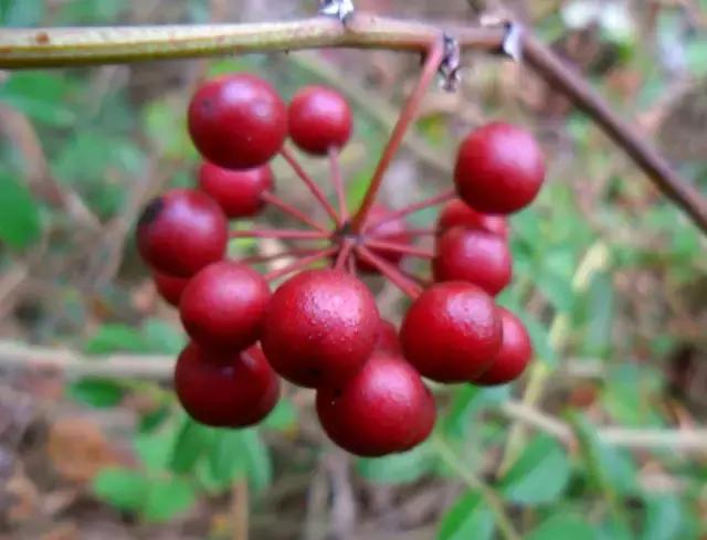 这70种邵阳野货，吃过30种的才算正宗邵阳人！