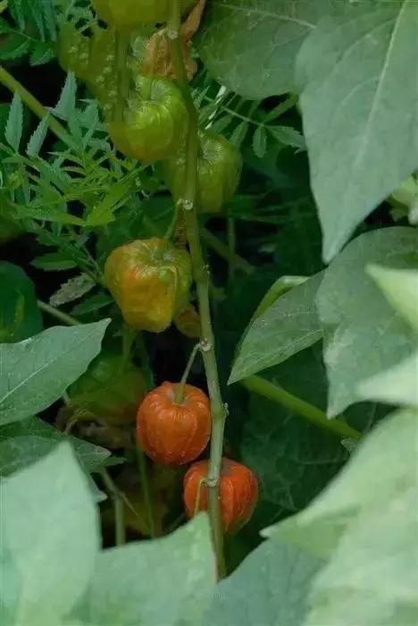 这70种邵阳野货，吃过30种的才算正宗邵阳人！