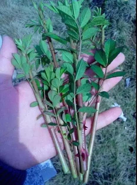 这70种邵阳野货，吃过30种的才算正宗邵阳人！