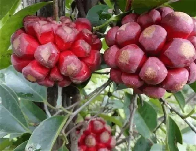 这70种邵阳野货，吃过30种的才算正宗邵阳人！