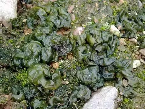 这70种邵阳野货，吃过30种的才算正宗邵阳人！