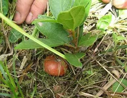 这70种邵阳野货，吃过30种的才算正宗邵阳人！